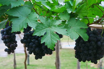 Fototapeta premium black grape in garden, wine grape