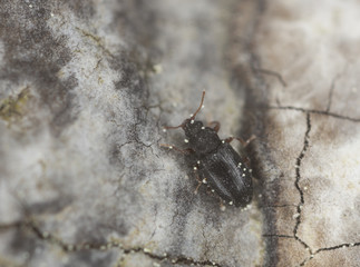 Minute brown scavanger beetle, Enicmus on wood