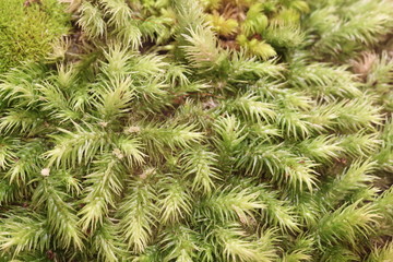 close up fern and moss in forest