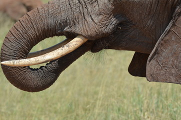 elefante femmina