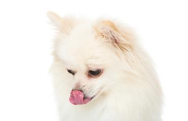 Pomeranian dog show with tongue