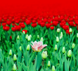 Red tulips in the garden