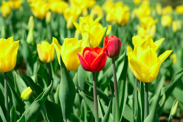 Obraz premium Spring tulips