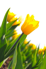 Yellow tulips