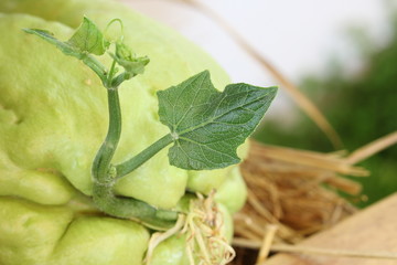 close up leave of Chayote in garden