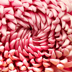 close up flower shop in market