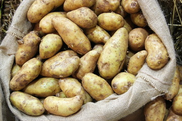 close up potato in zack bag - 79425380