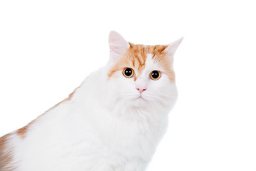 Ginger mixed breed cat on white