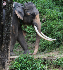 close up Thai elephant outdoor