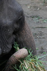 close up Thai elephant outdoor