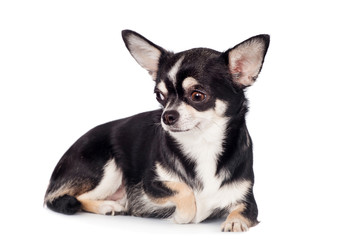 Fototapeta premium Chihuahua, 2 years old, on the white background
