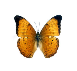 colorful butterfly isolated on white