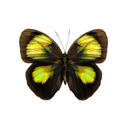 colorful butterfly isolated on white