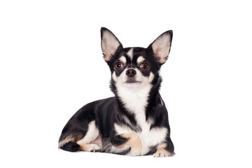 Obraz premium Chihuahua, 2 years old, on the white background