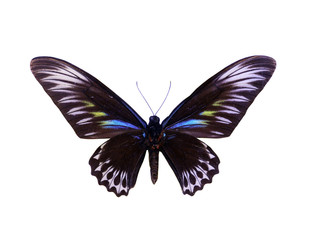 colorful butterfly isolated on white