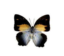 colorful butterfly isolated on white