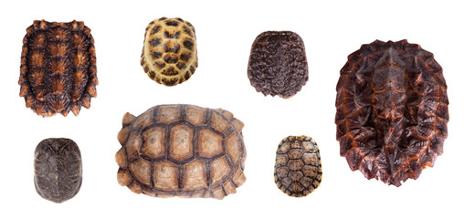 Different Tortoiseshells on white
