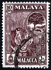 Fototapeta premium Postage stamp Malaya 1960 Tiger