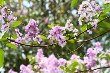 close up pink purple blossom flower