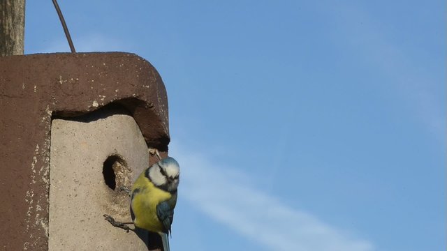 Blaumeise am Nistkasten