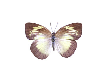 Naklejka na ściany i meble colorful butterfly isolated on white