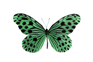 colorful butterfly isolated on white