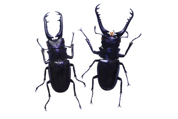 beetle isolated on white background