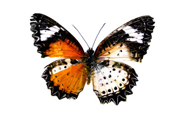 colorful butterfly isolated on white