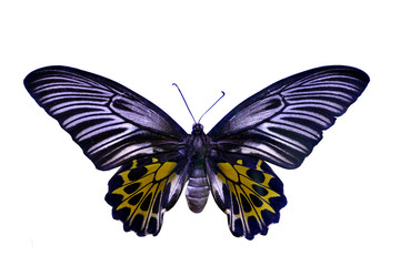colorful butterfly isolated on white