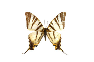 Fototapeta premium colorful butterfly isolated on white