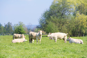 Fototapeta premium Normandy cows on pasture