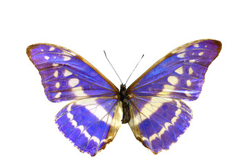 Naklejka premium kolorowy motyl na białym tle