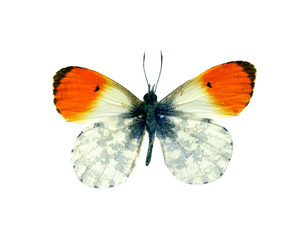 colorful butterfly isolated on white