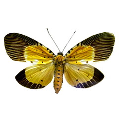 colorful butterfly isolated on white