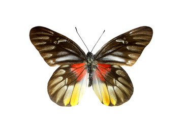 colorful butterfly isolated on white