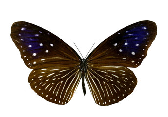 colorful butterfly isolated on white