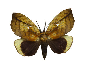 Naklejka premium colorful butterfly isolated on white