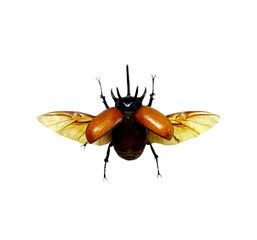 beetle isolated on white background