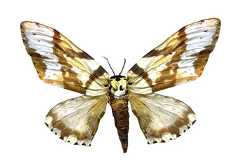 Obraz premium colorful butterfly isolated on white