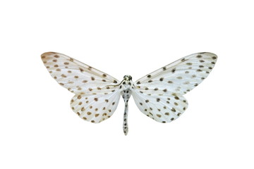 colorful butterfly isolated on white