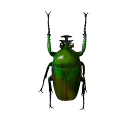 beetle isolated on white background