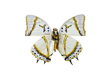 Obraz premium colorful butterfly isolated on white