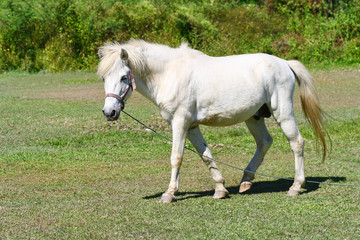 Obraz na płótnie Canvas beautiful white horse feeding in a green pasture