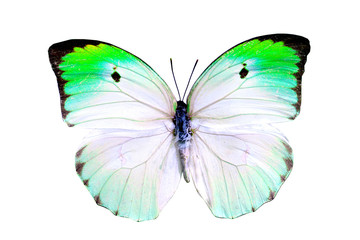 Obraz premium colorful butterfly isolated on white