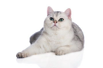 silver british shorthair kitten