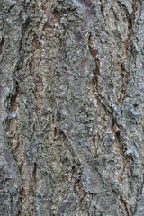 Apricot tree bark