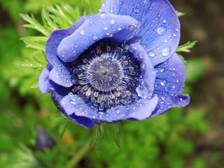 Fototapete bei efototapeten.de bestellen   