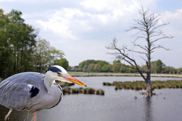 graureiher im naturpark schwalm-nette