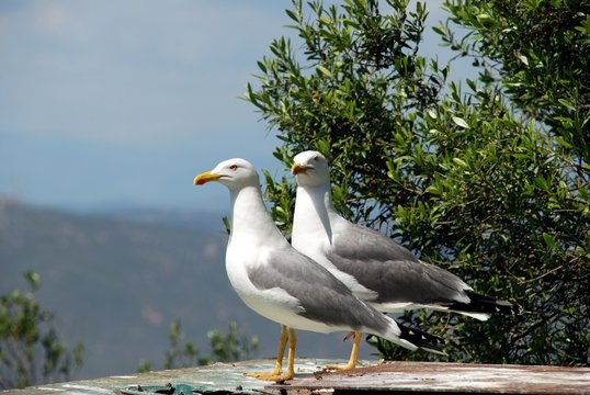 Two seagulls, Gibraltar © Arena Photo UK