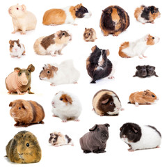 Fototapeta premium Teddy guinea pig